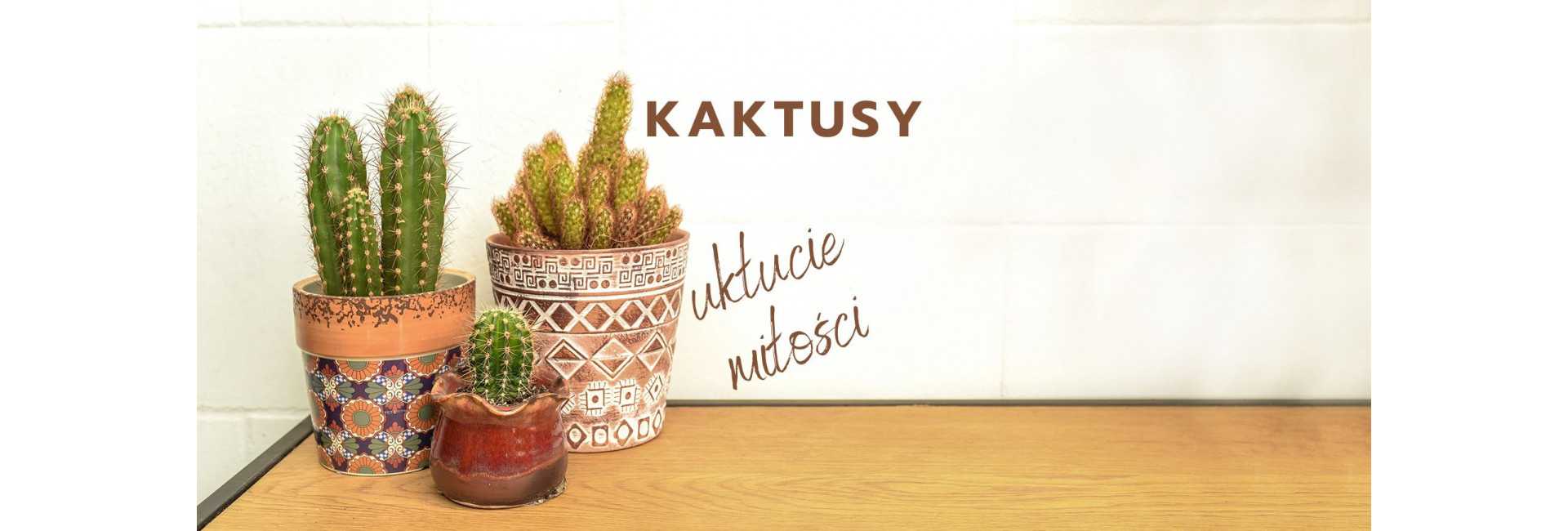 Kaktusy doniczkowe domowe - Tomaszewski