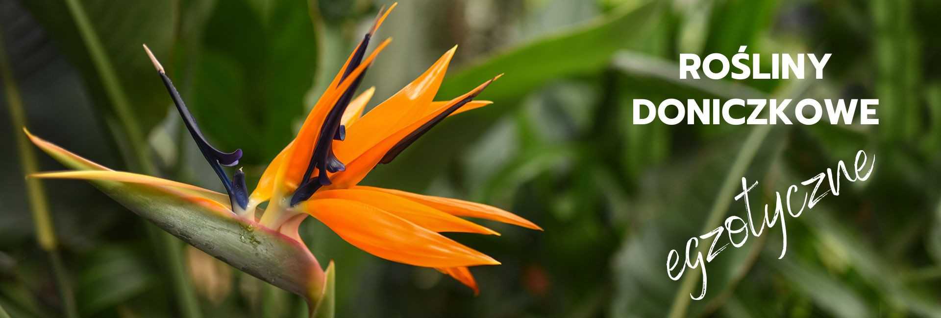 Egzotyczne kwiaty doniczkowe, niespotykane rośliny - Tomaszewski