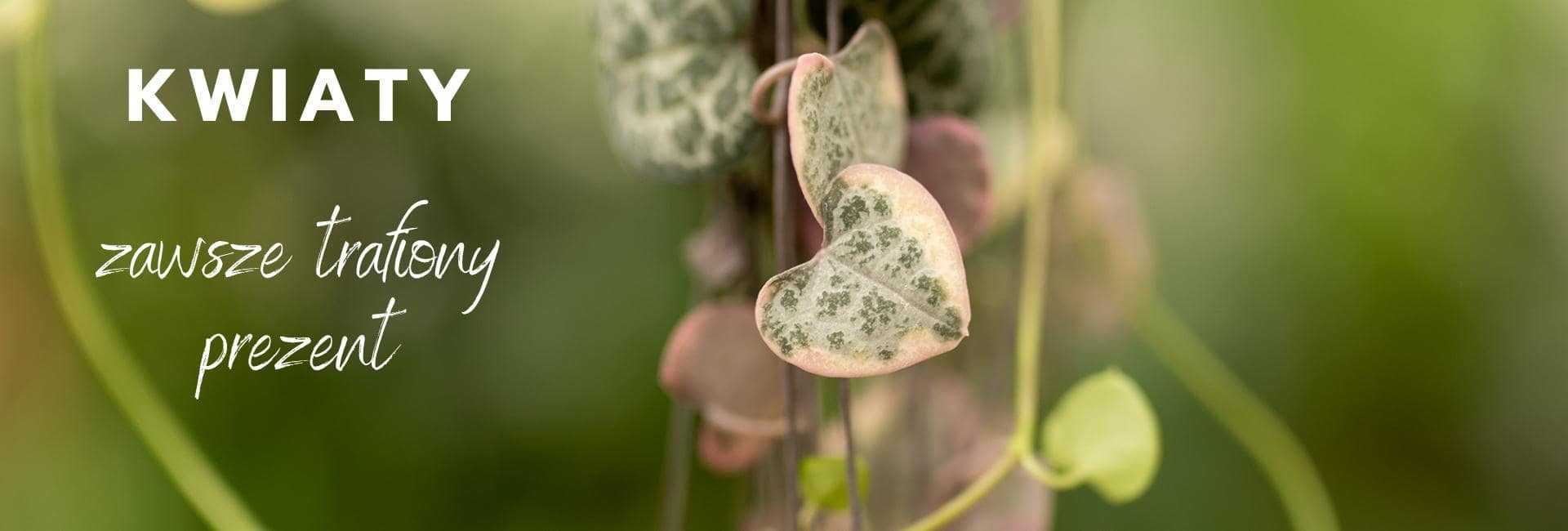 Kwiaty doniczkowe na prezent, rośliny na urodziny - Tomaszewski
