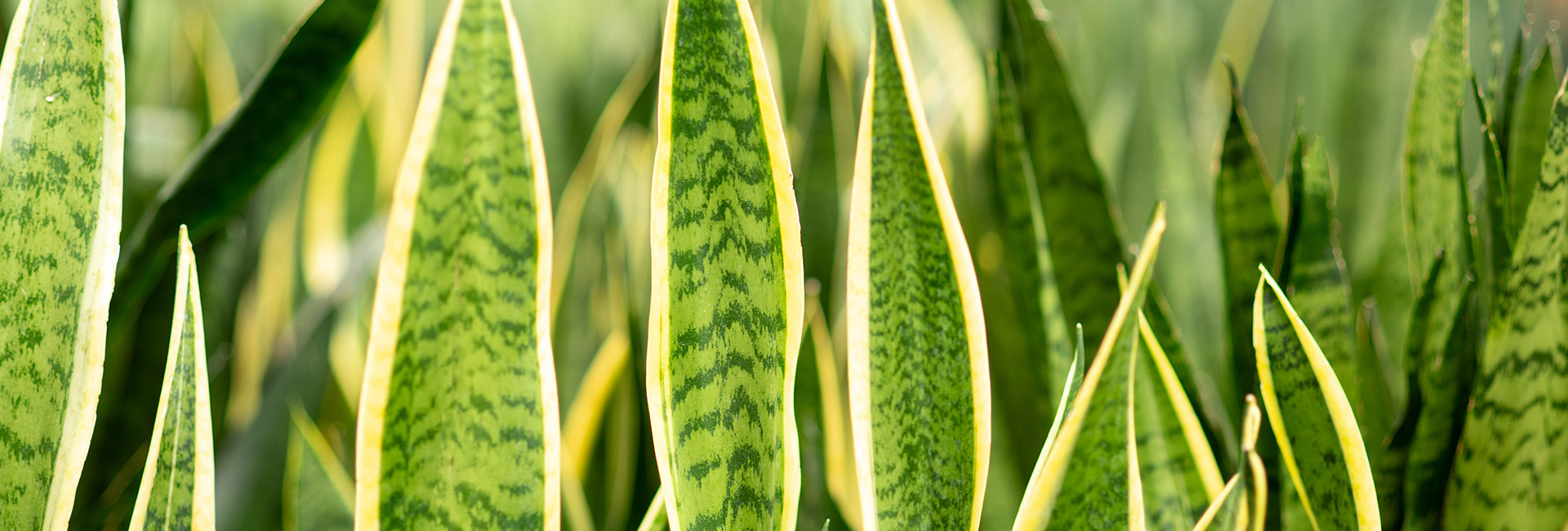 Wężownica kwiat (Sansewieria), cena - Tomaszewski
