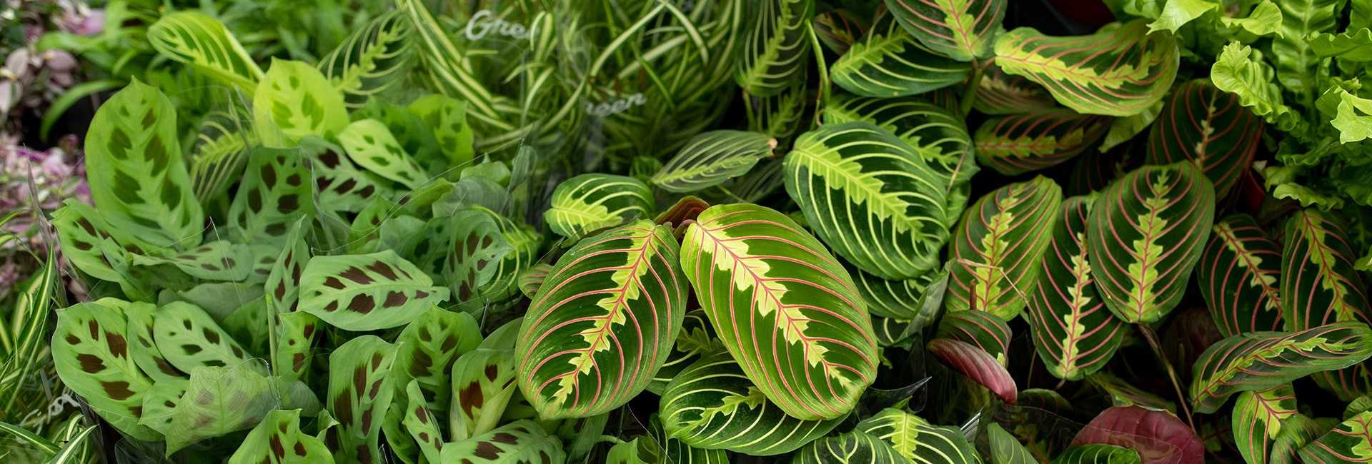 Kwiat Maranta, cena - Tomaszewski