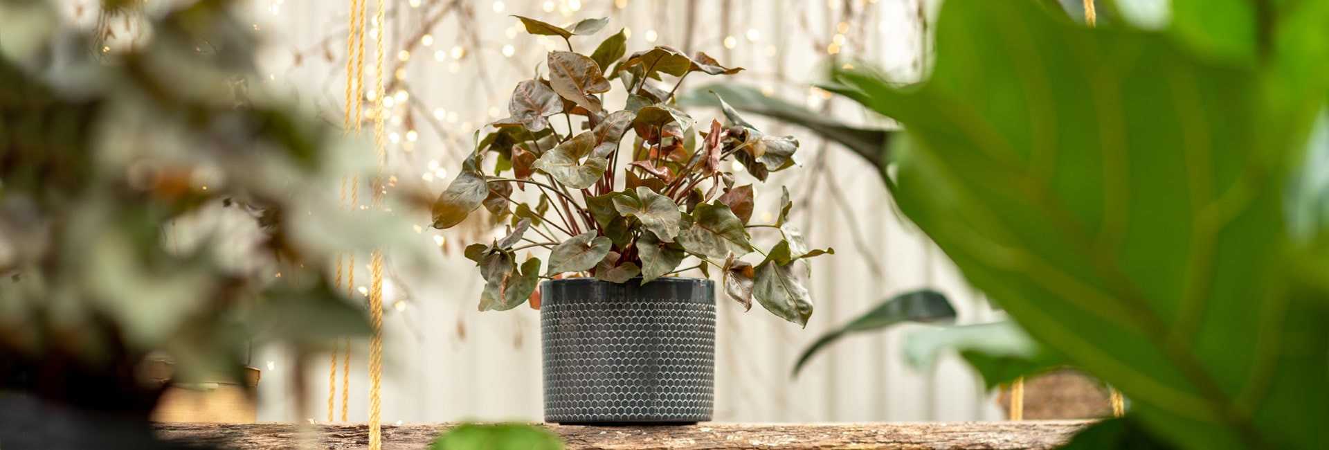 Zroślicha (Syngonium), cena - Tomaszewski