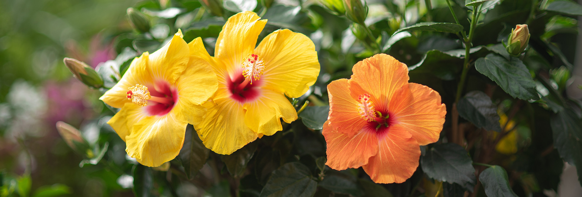 Hibiskus (ketmia, róża chińska), cena - Tomaszewski