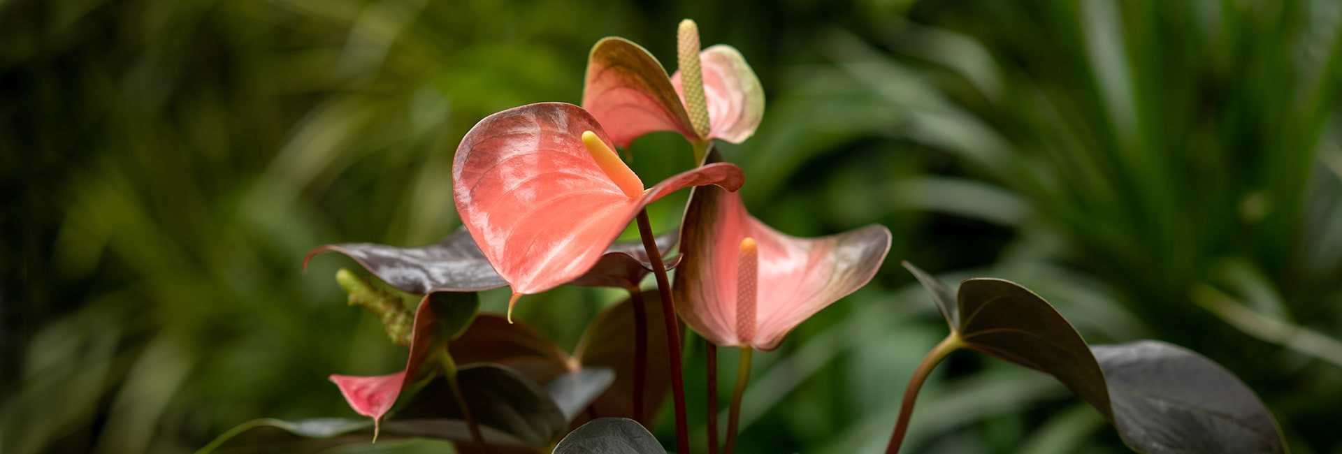 Anturium kwiat (Anthurium, kitnia) - Tomaszewski