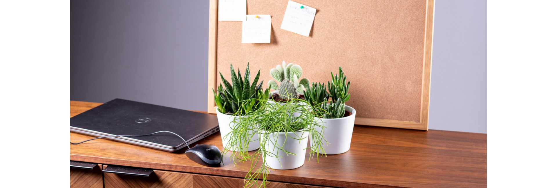 Rośliny do home office - Tomaszewski