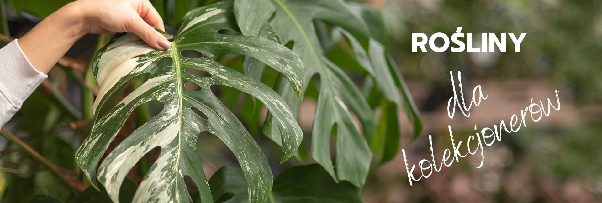 Rośliny kolekcjonerskie, rzadkie kwiaty - Tomaszewski