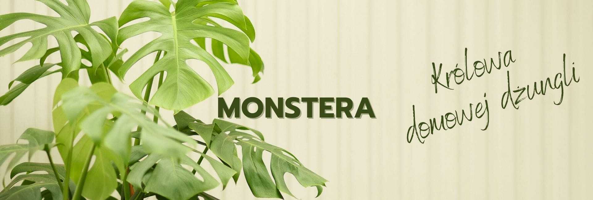 Monstery, cena - Tomaszewski