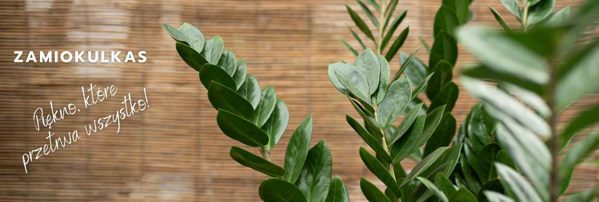 Zamia (Zamiokulkas), cena - Tomaszewski