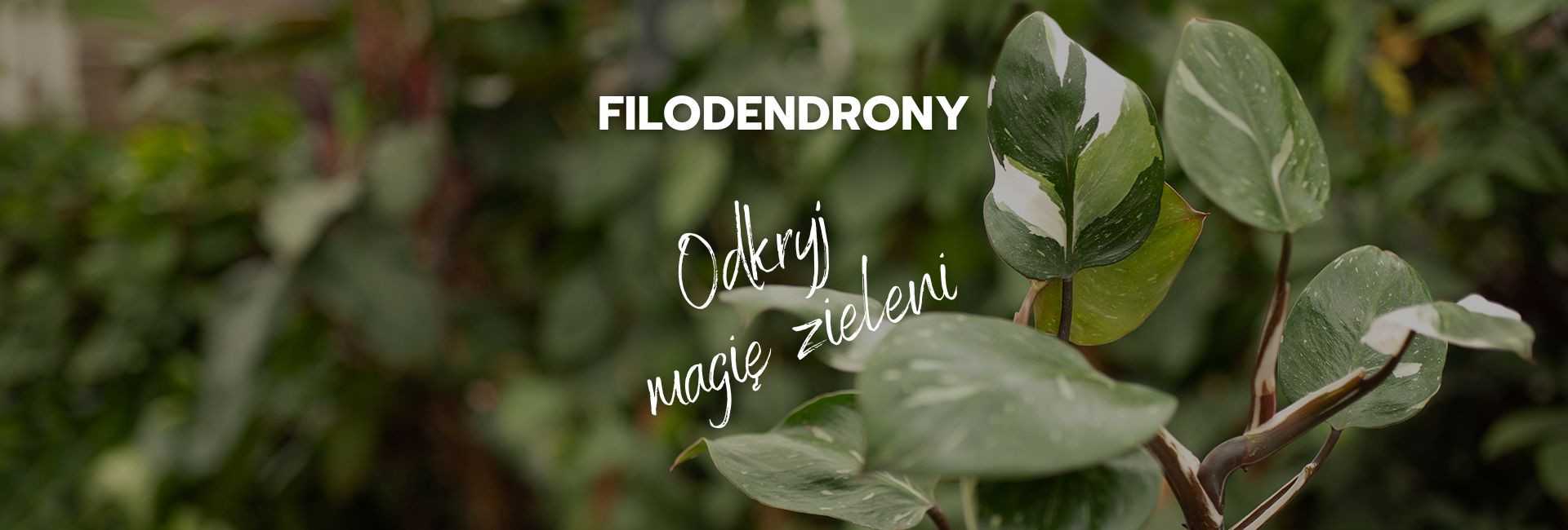 Doniczkowy Filodendron, cena - Tomaszewski
