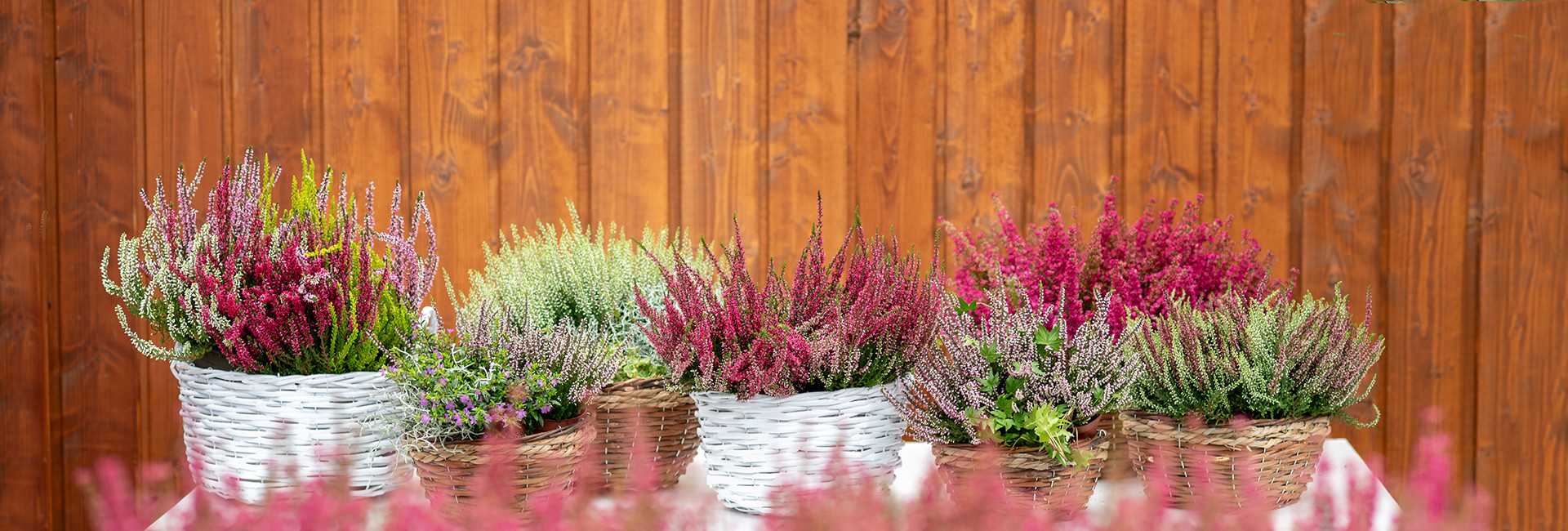 Wrzosy i Wrzośce - Krzewy Ozdobne do Ogrodu | Szeroki Wybór Roślin