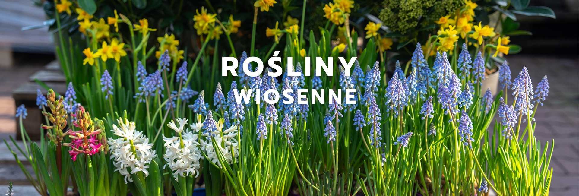 Rośliny wiosenne doniczkowe, wczesnowiosenne sklep