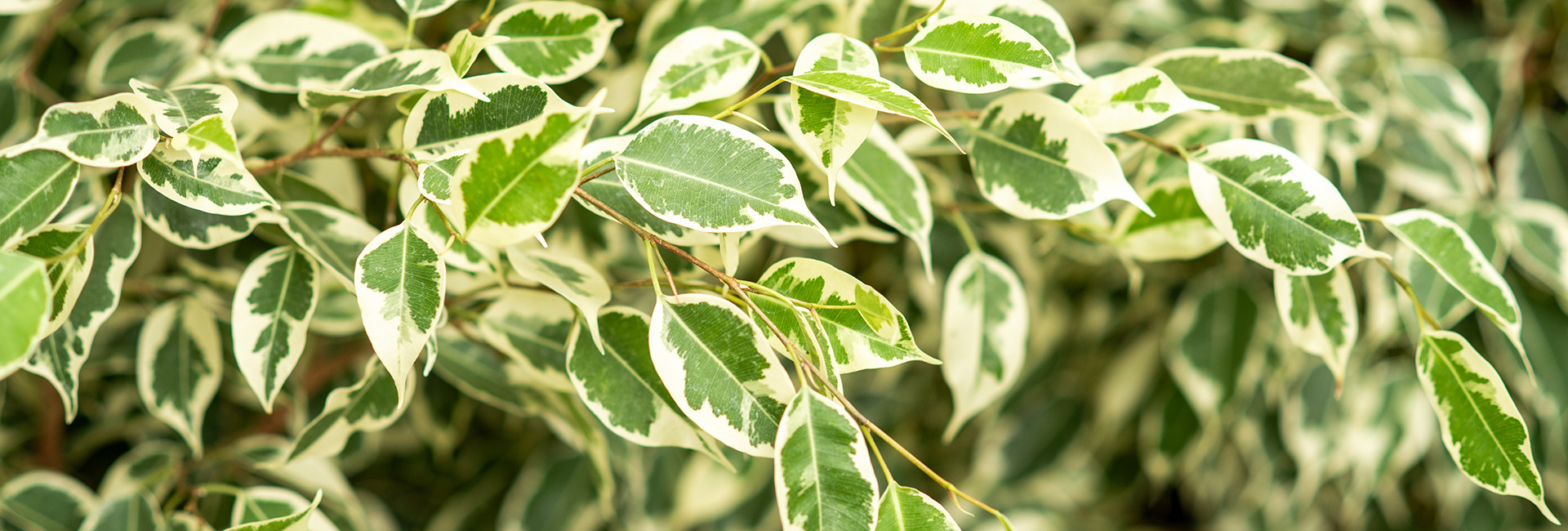Fikus (ficus, figowiec) doniczkowy, cena - Tomaszewski