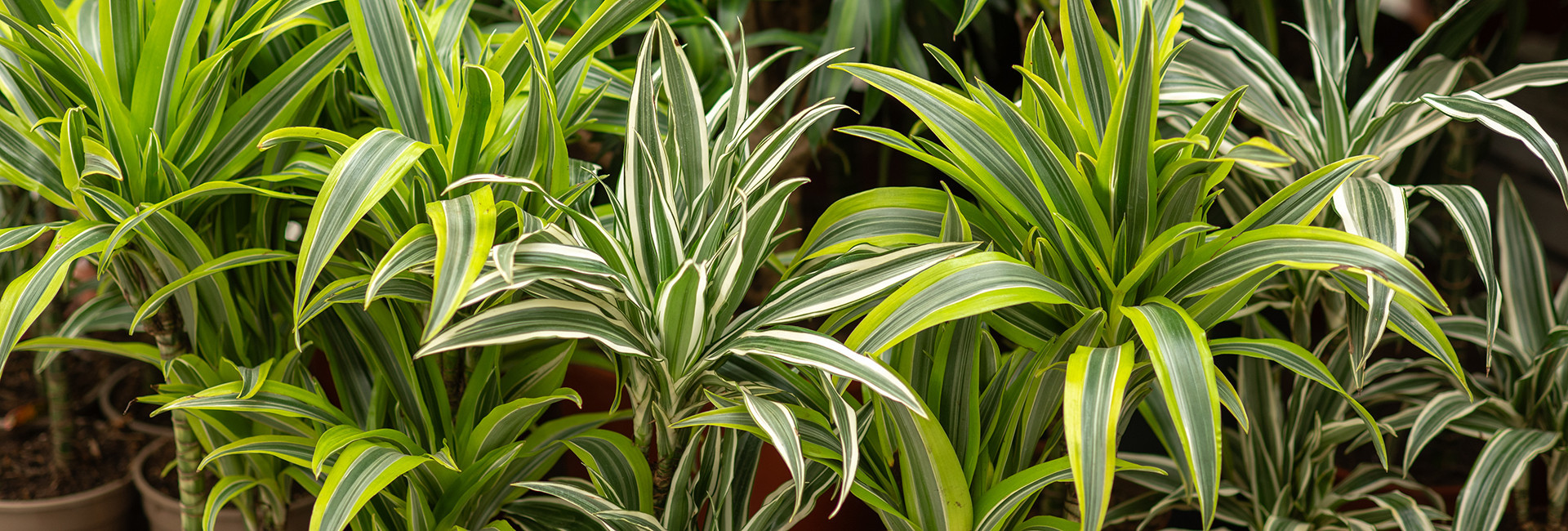 Dracena (Dracaena) w doniczce, cena - Tomaszewski