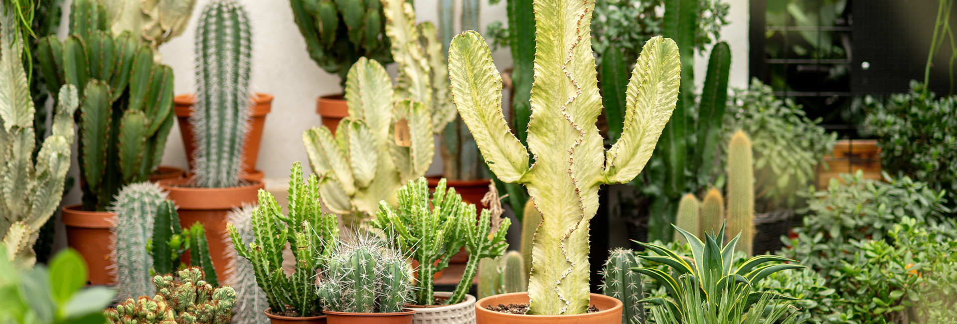 Euphorbia (Wilczomlecz) doniczkowa - Tomaszewski