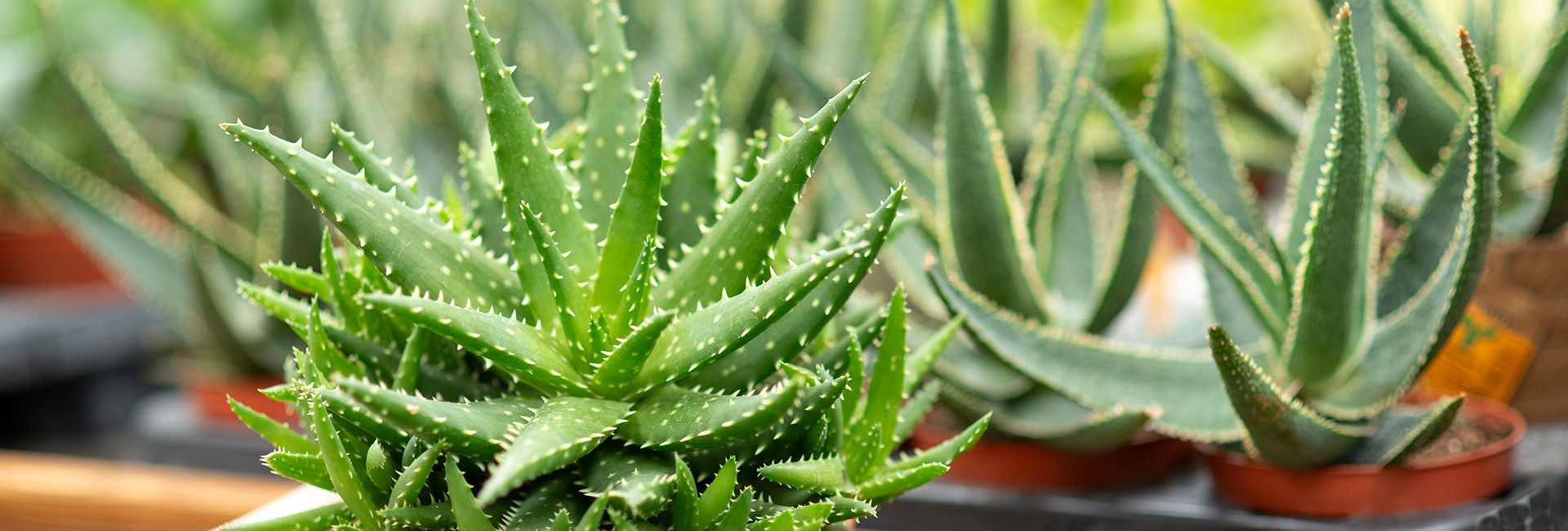 Aloe (Aloes) doniczkowy, cena - Tomaszewski