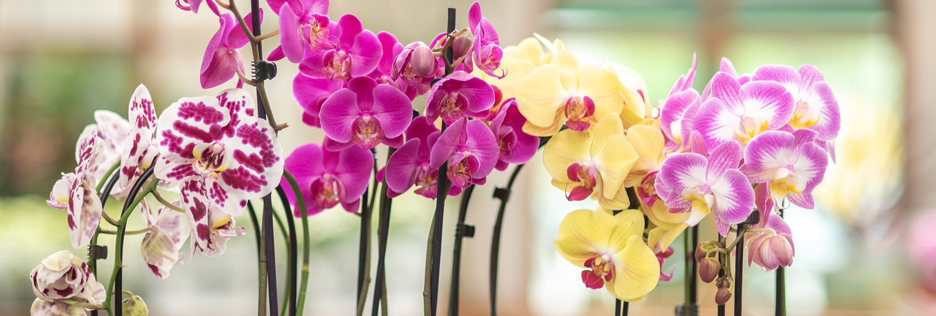 Storczyki (Orchis L.) doniczkowe, orchidee cena - Tomaszewski