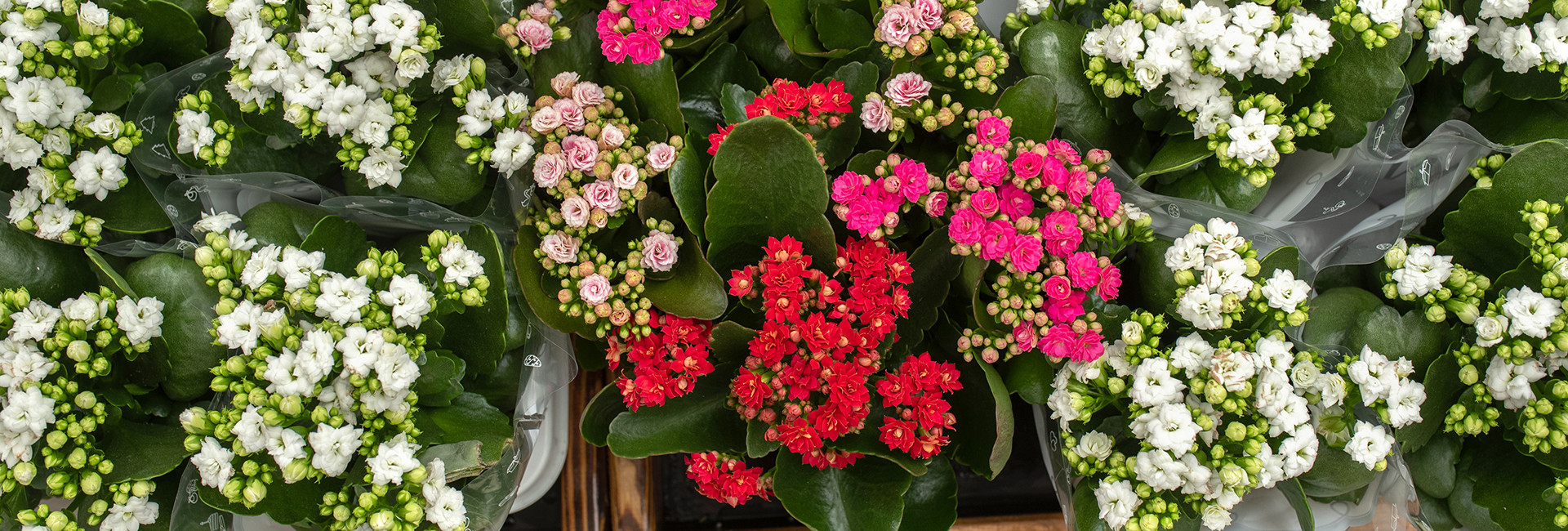 Kalanchoe (Żyworódka) kwitnące doniczkowe, cena - Tomaszewski