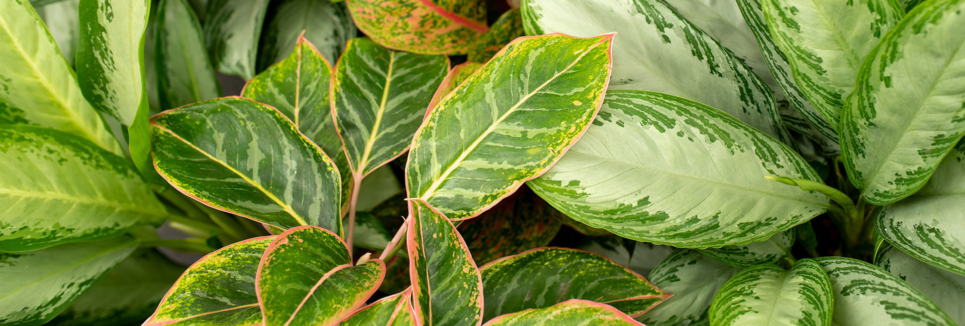 Aglaonema (kwiaty doniczkowe) sklep, cena - Tomaszewski