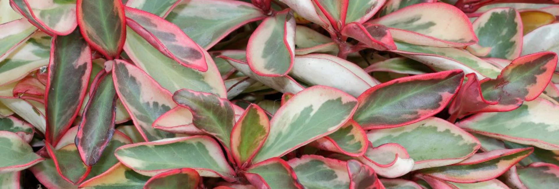 Peperomia doniczkowa sklep, pieprzówka cena - Tomaszewski