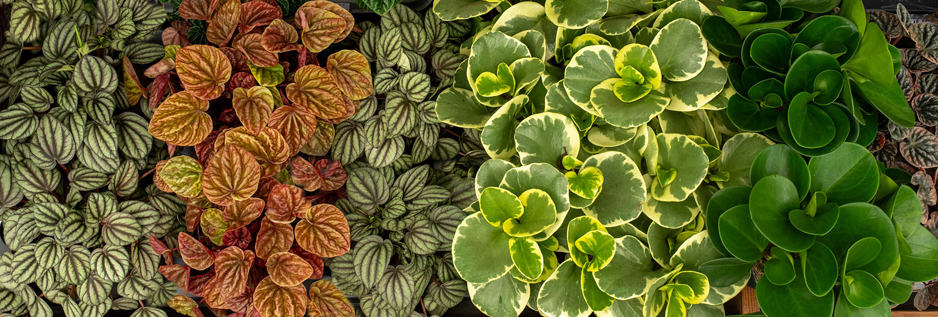 Peperomia doniczkowa sklep, pieprzówka cena - Tomaszewski