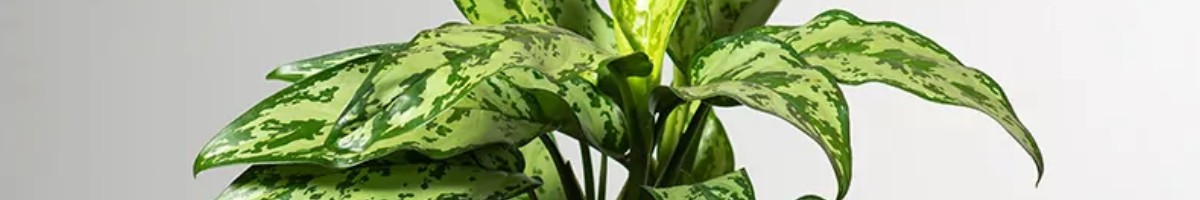 Aglaonema