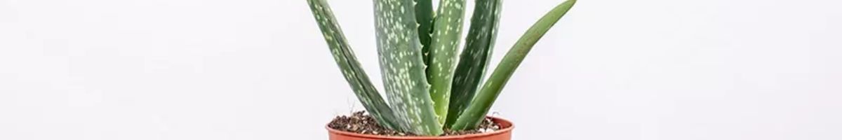 Aloe (Aloes)