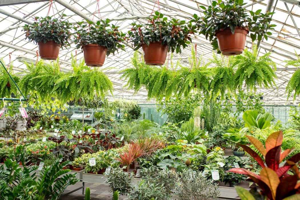 Rośliny do domu i biura Skierniewice