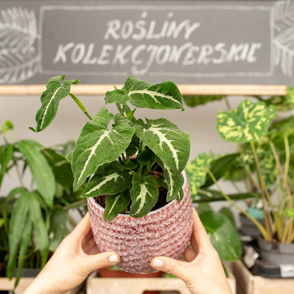 Duże rośliny do domu i biura