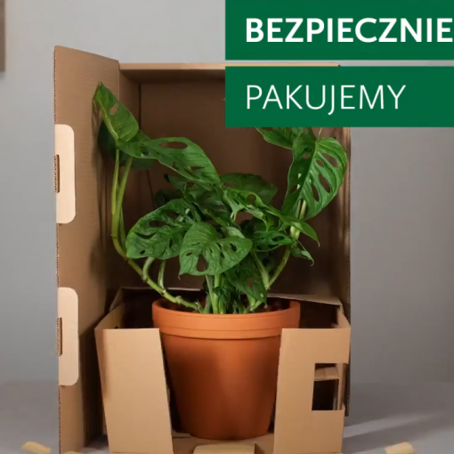 Autorski system pakowania roślin doniczkowych