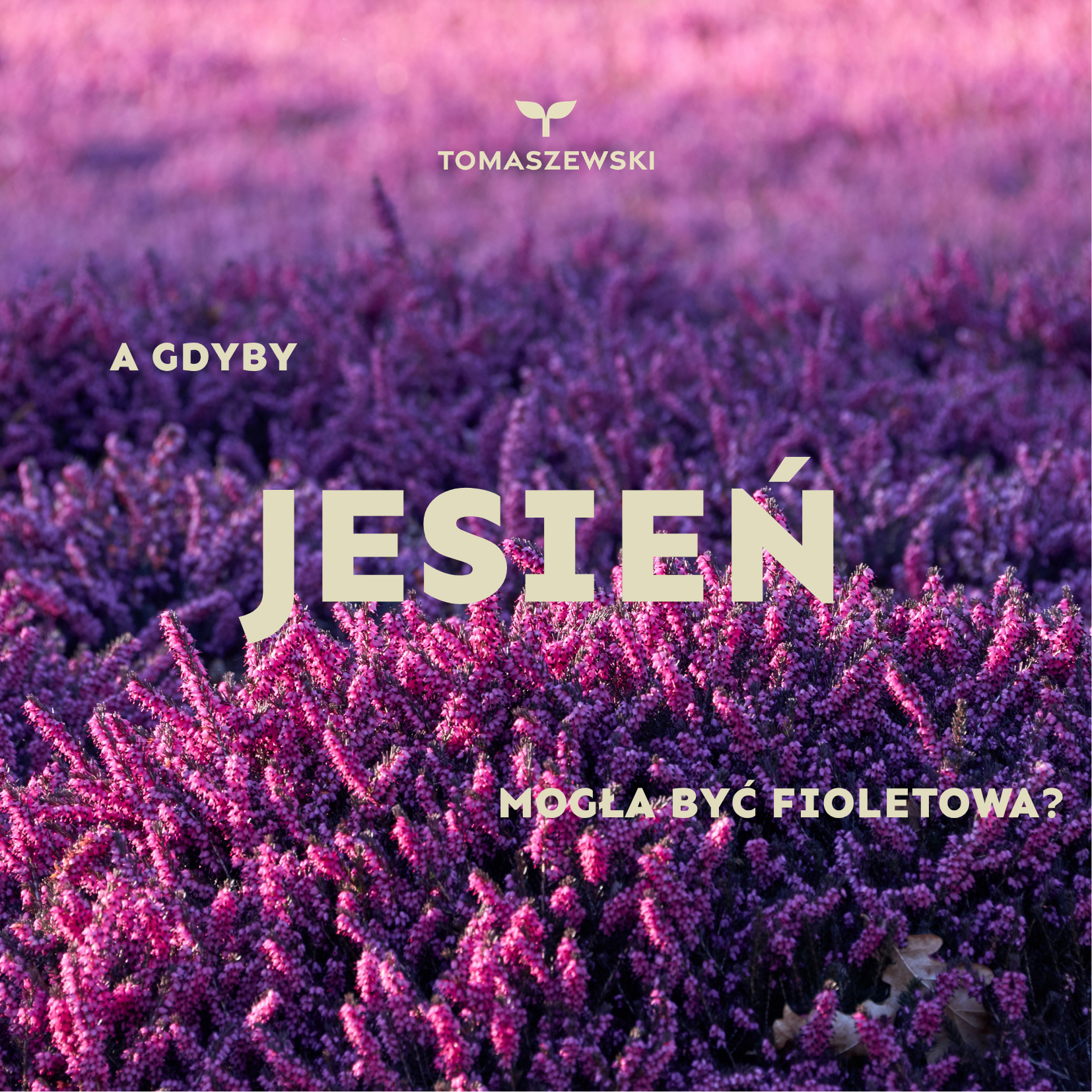 Fioletowa jesień