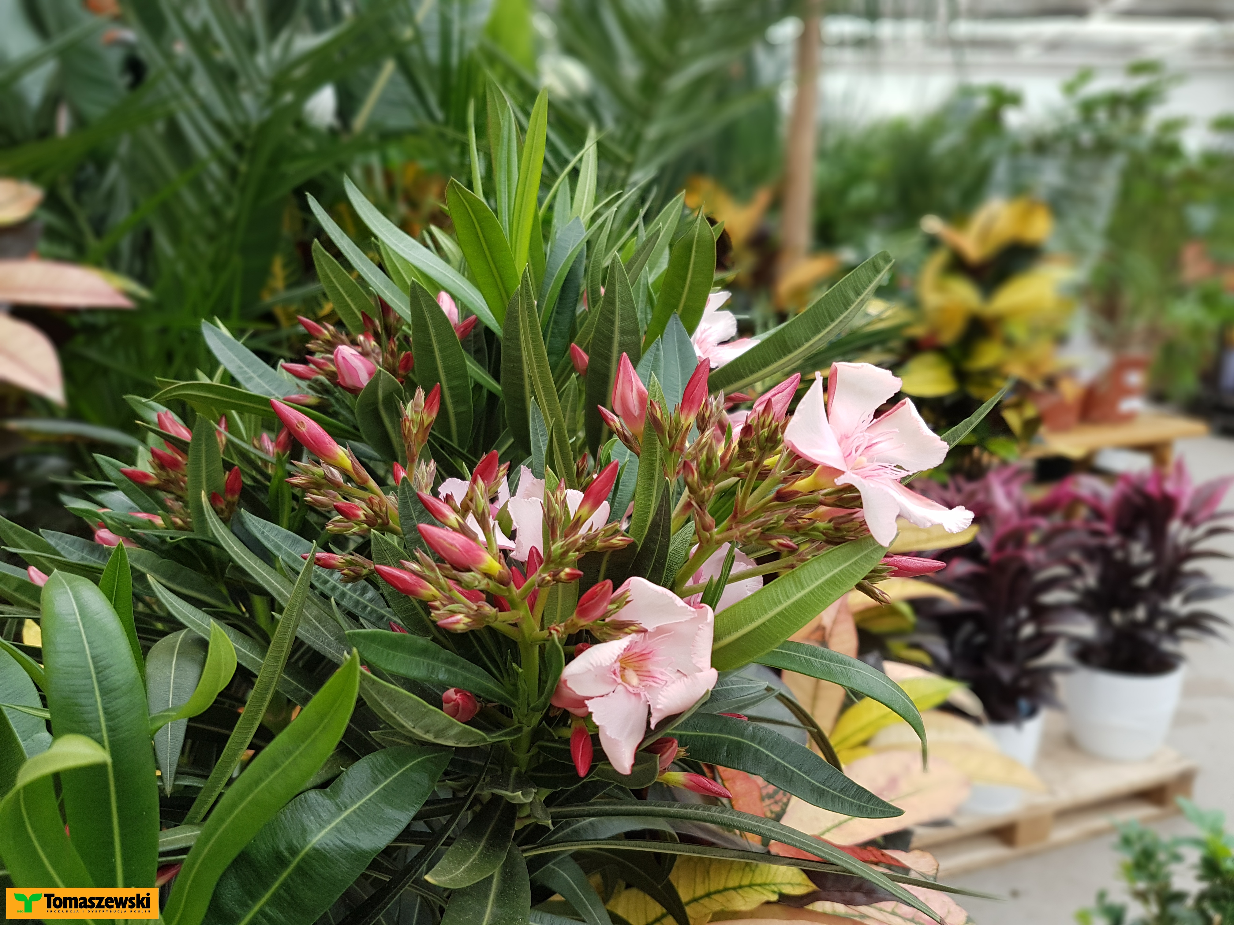 Oleander: o rozmnażaniu i wykorzystaniu w aranżacjach