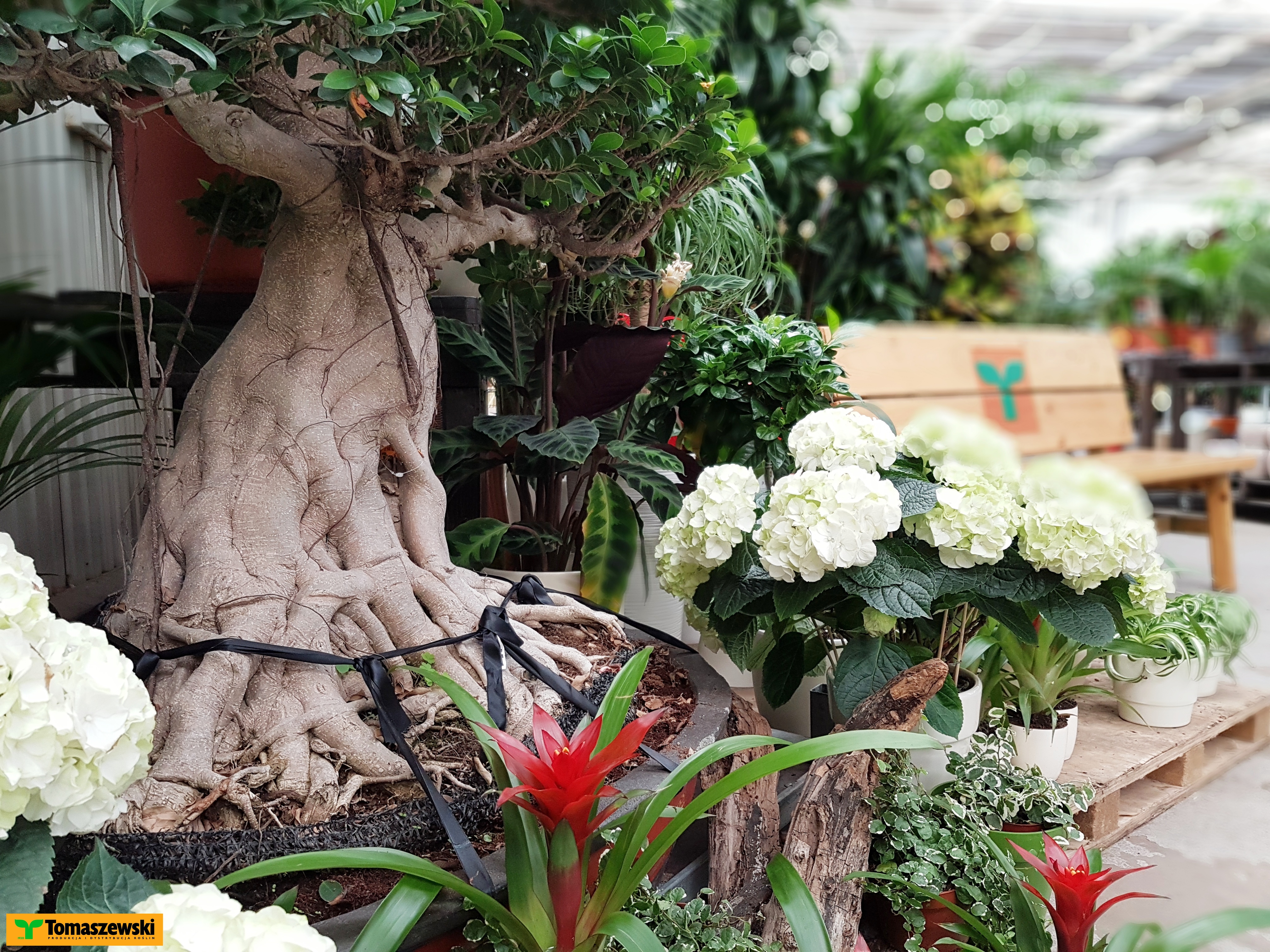 Bonsai