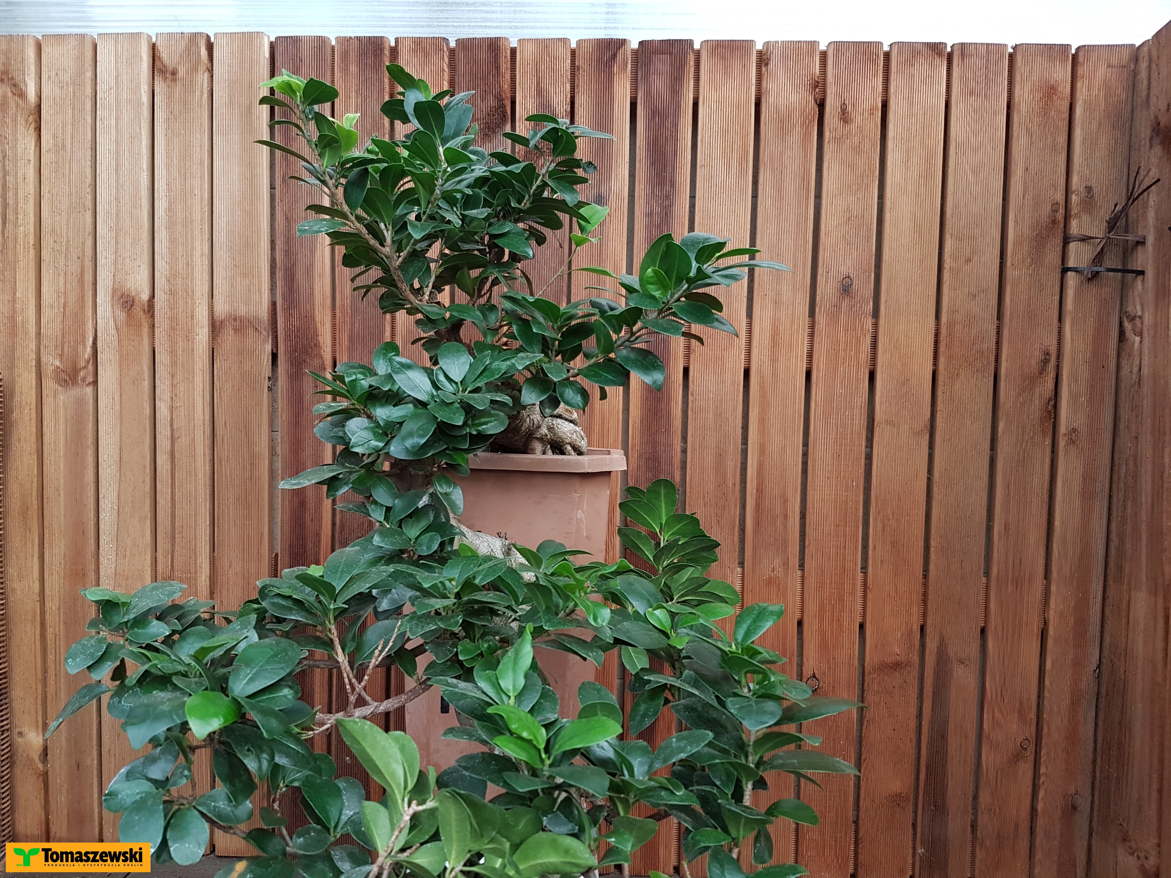 Bonsai: gatunki dla początkujących i polecane narzędzia