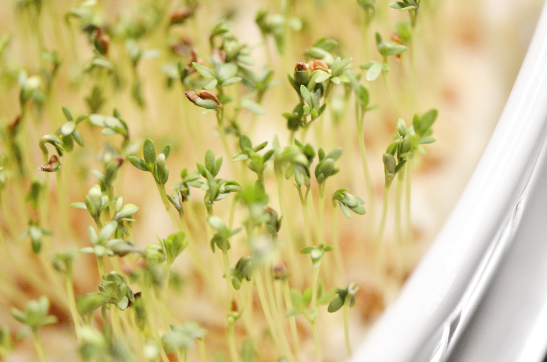 Jakie rośliny na stół wielkanocny?