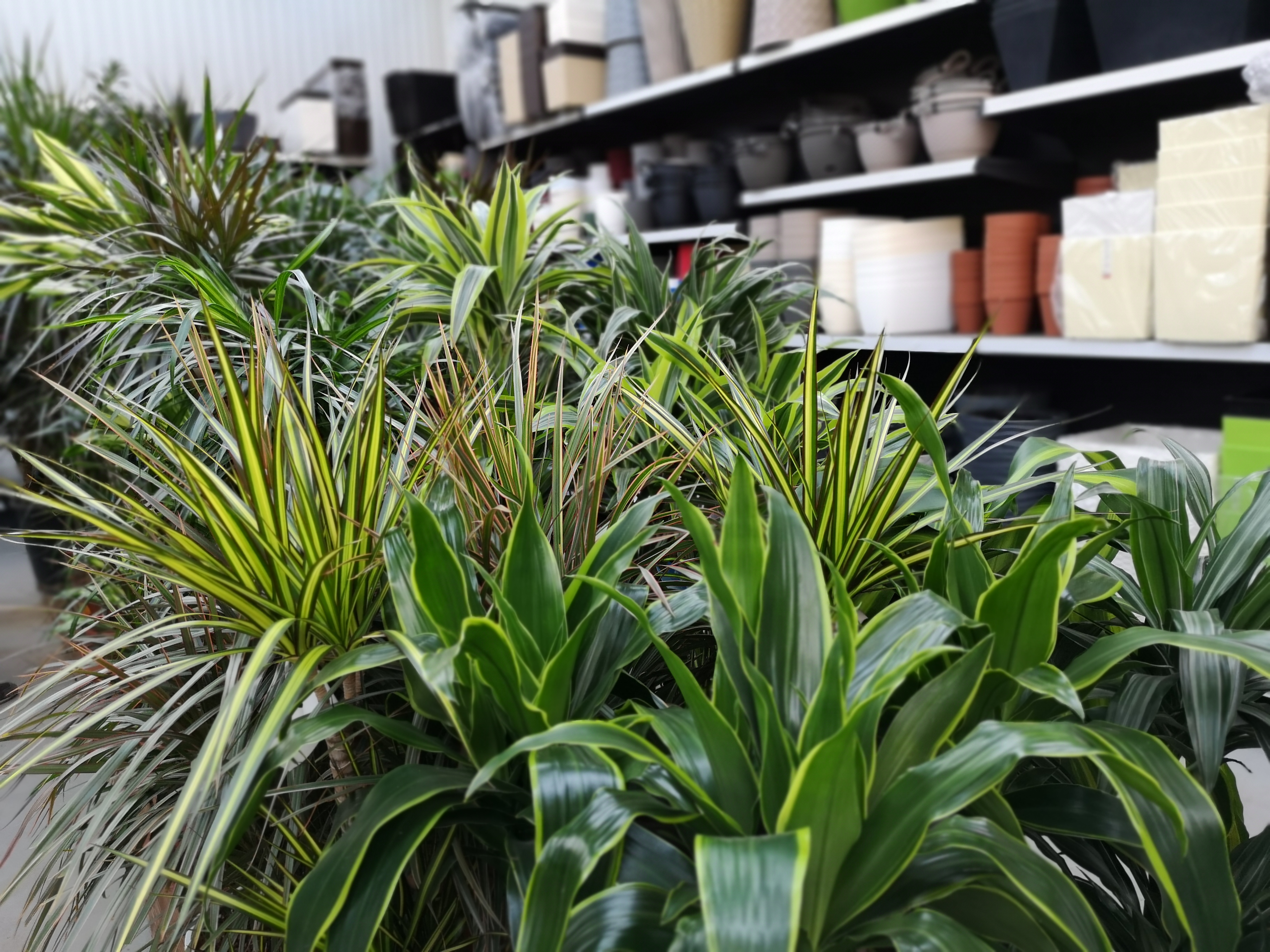 Dracena - gatunki, uprawa i pielęgnacja