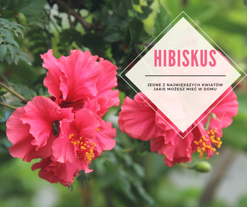 Hibiskus - pielęgnacja i uprawa w domu