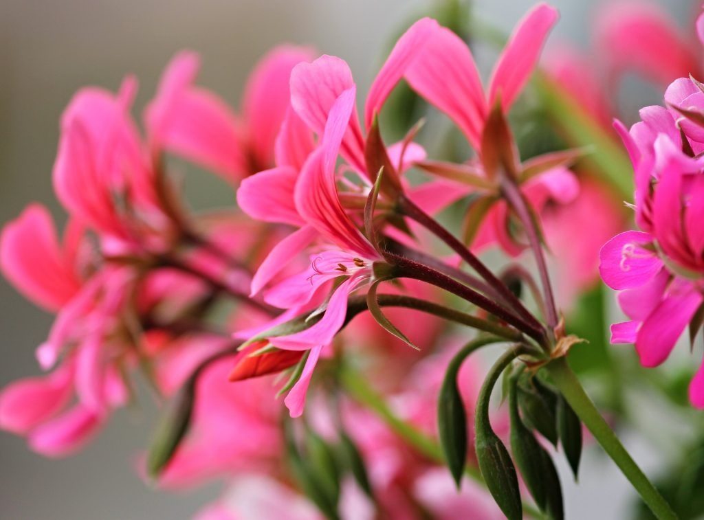 Czas pelargonii