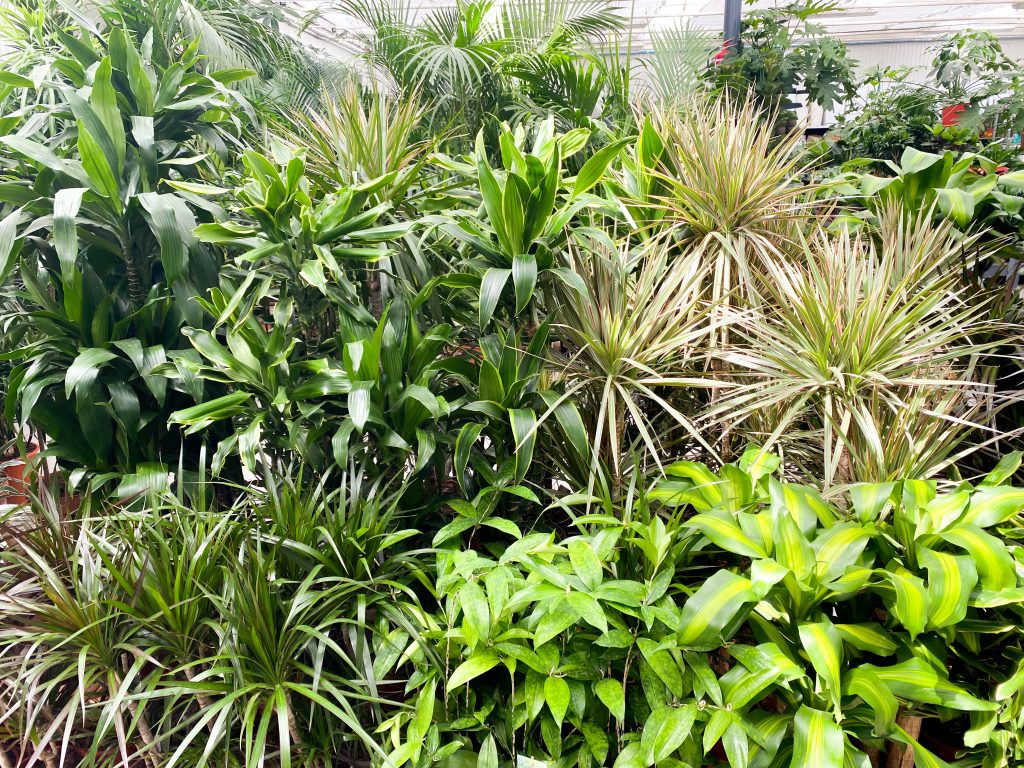 Dracena, Yucca, Nolina– doniczkowe rośliny do mieszkań
