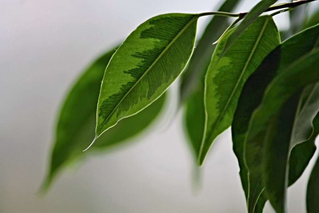 Ficus, Figowiec, Fikus – stały bywalec domowych wnętrz w wielu odsłonach