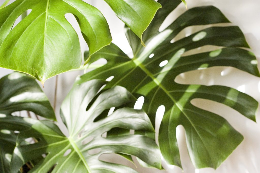 Monstera i Filodendron - wszystko o czym powinieneś wiedzieć