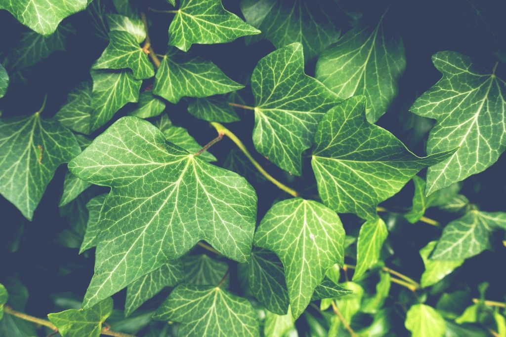 Bluszcz, Cissus, Scindapsus i Syngonium – ozdobne rośliny pnące