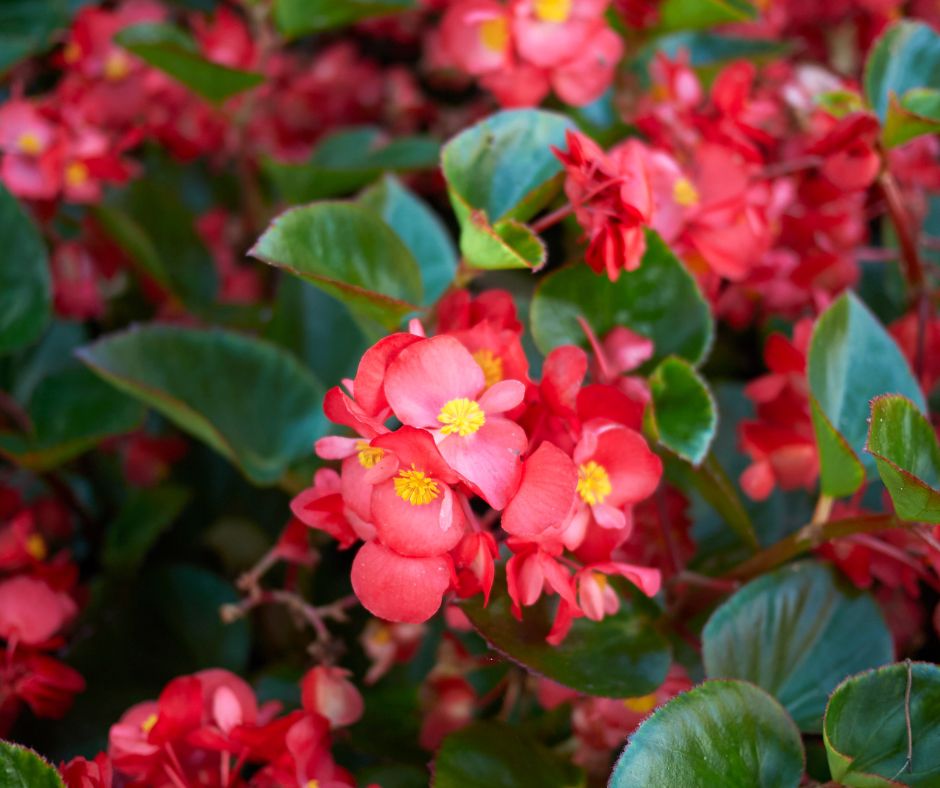 Begonia, ukośnica