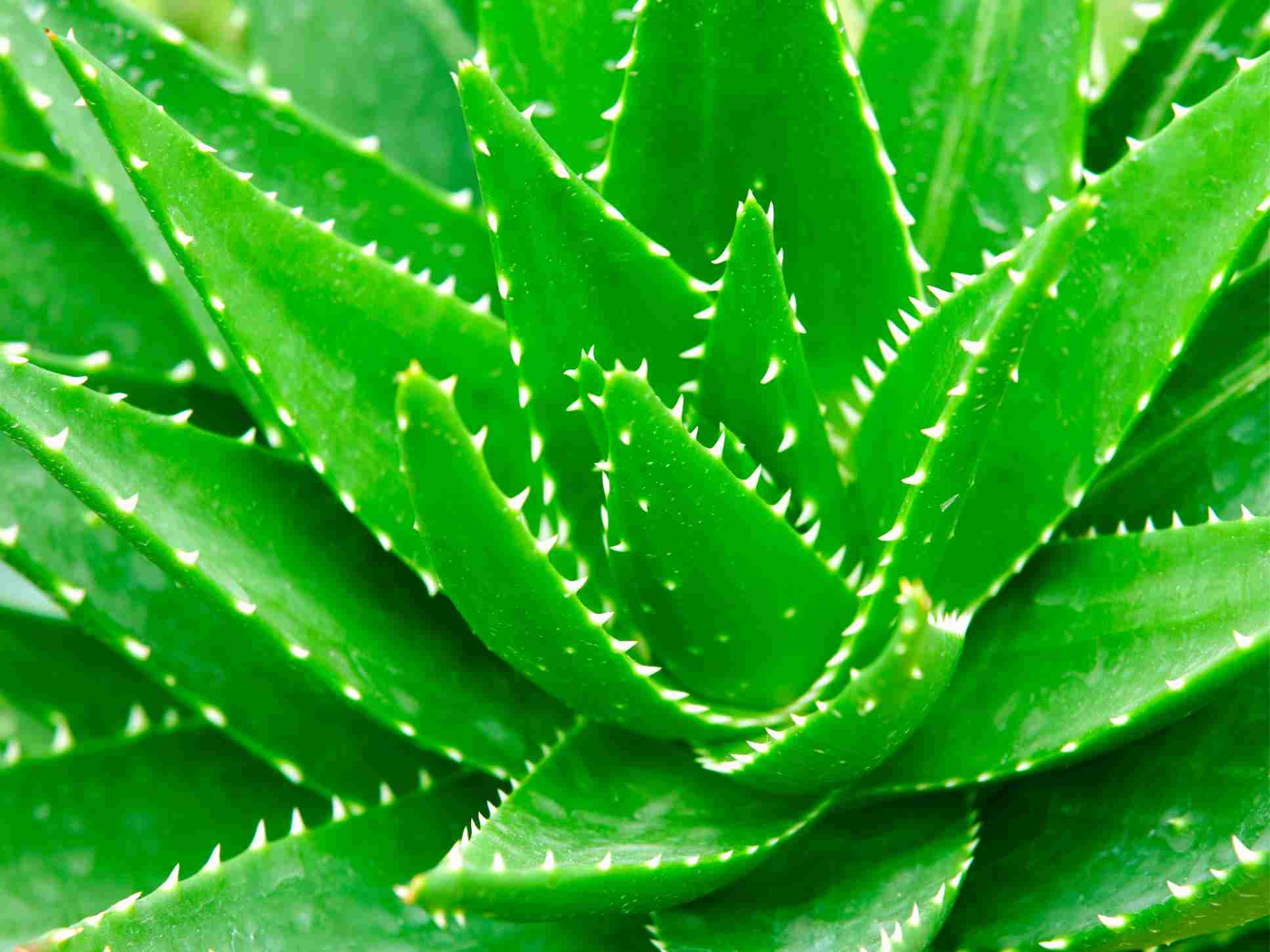 Aloes