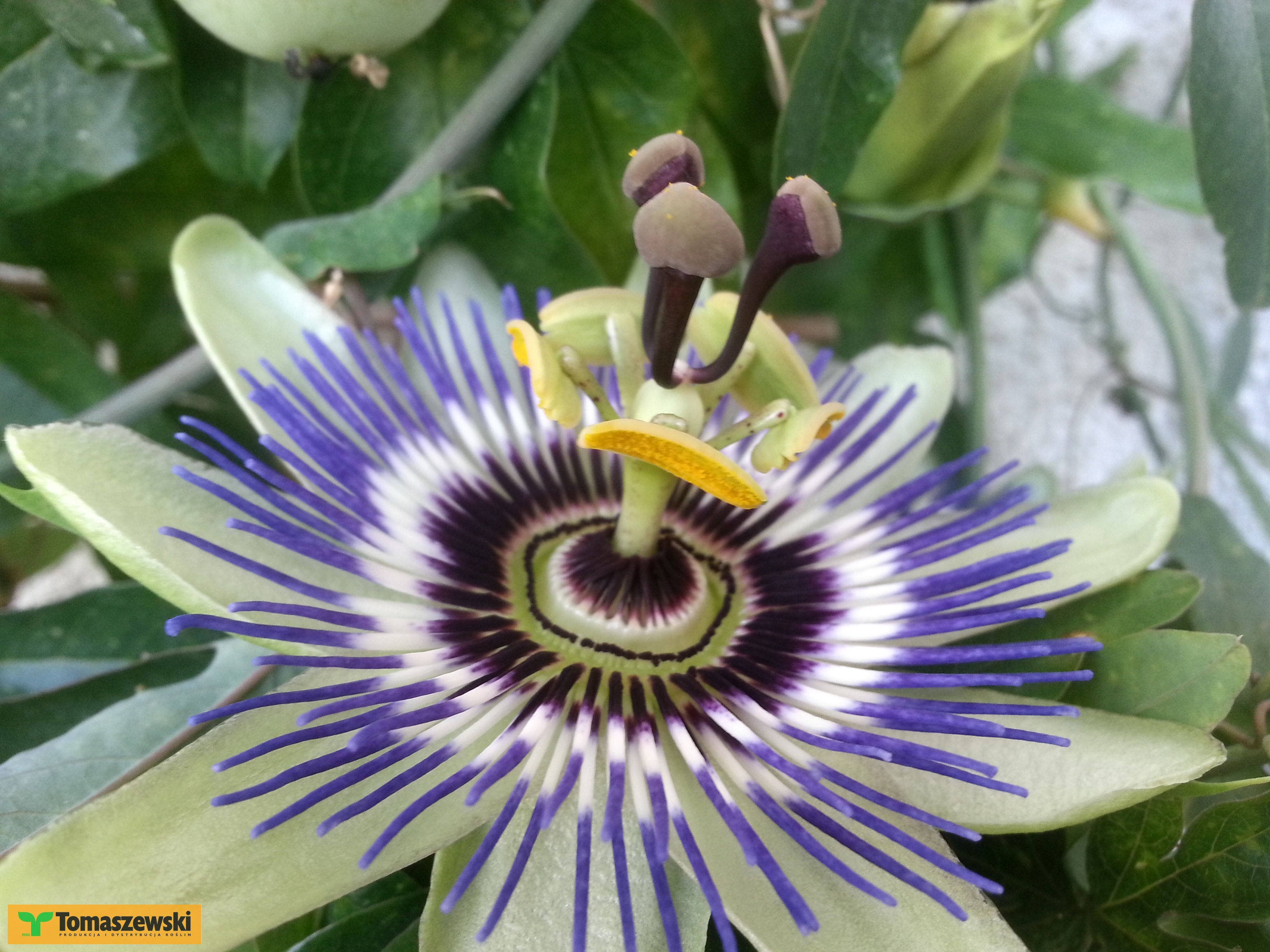 Passiflora - kwitnące pnącze do domu