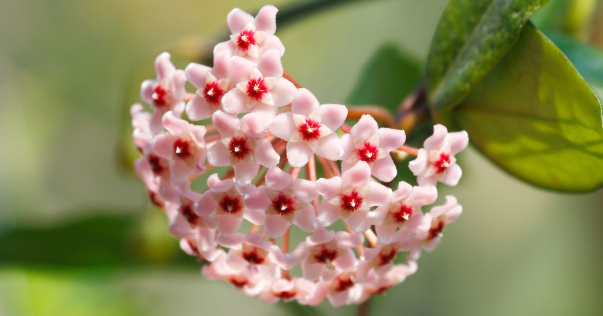 Hoya - Hoja