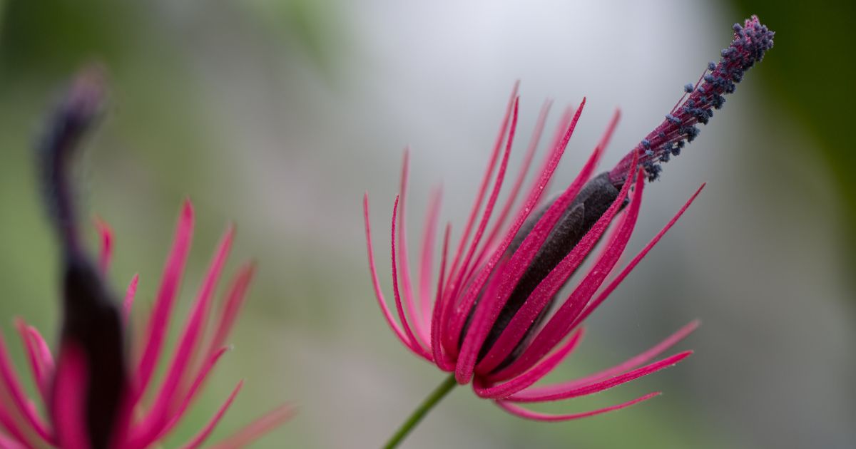 Pawonia, Pavonia