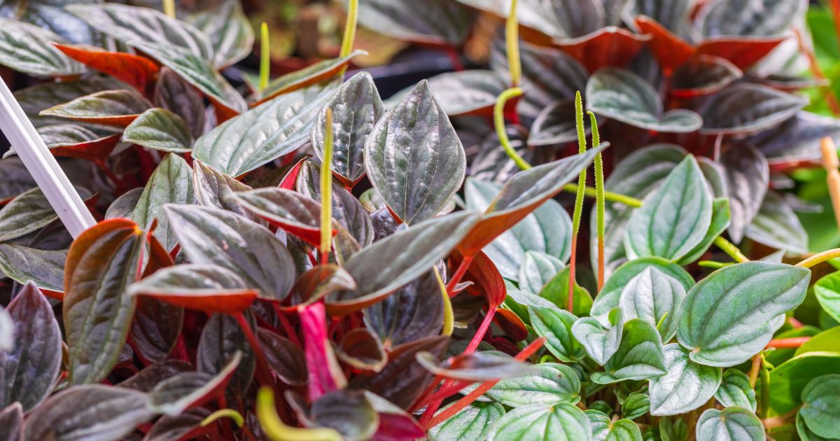 Peperomia