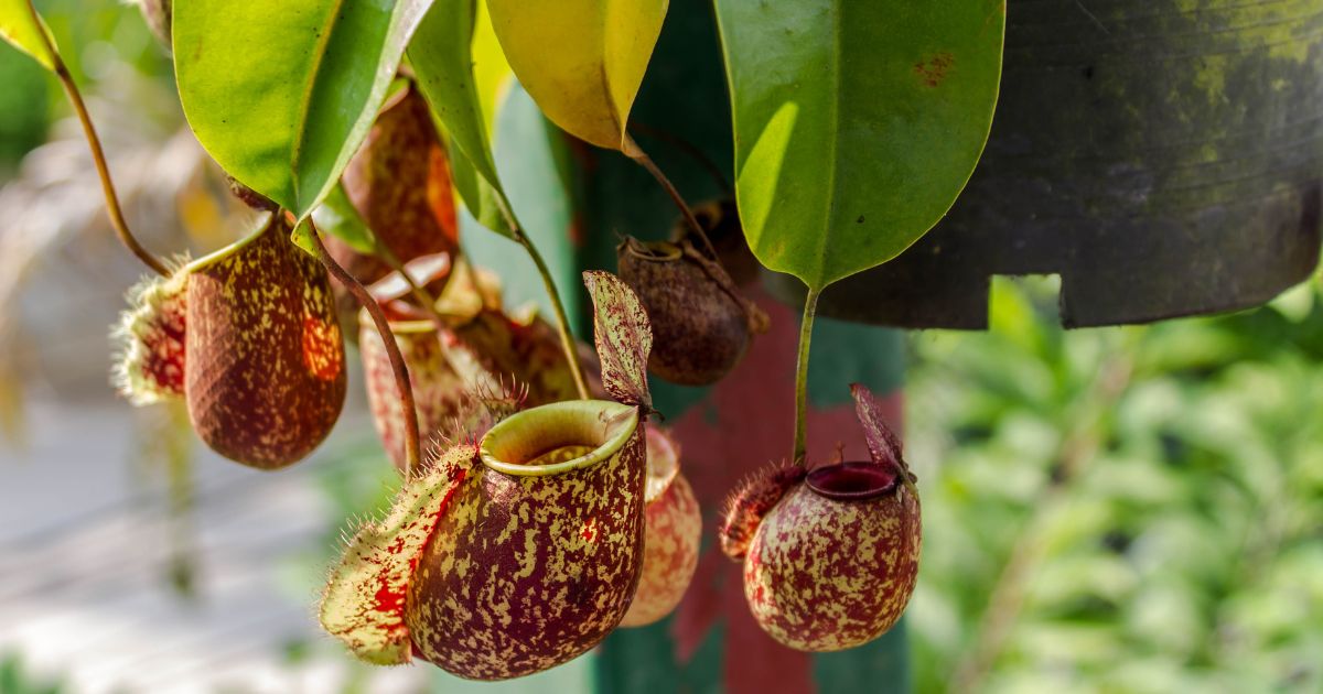 Dzbanecznik, Nepenthes