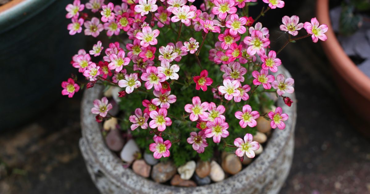 Skalnica, Saxifraga