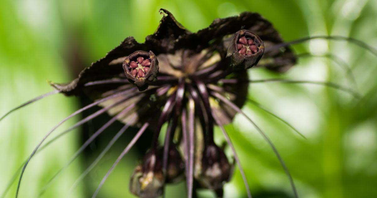 Taka, Tacca
